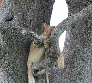 Lions on a tree