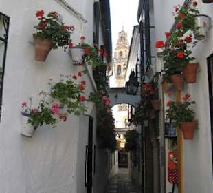 Calle de flores 