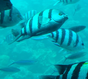Ausflug mit U Boot auf Tauchfahrt 