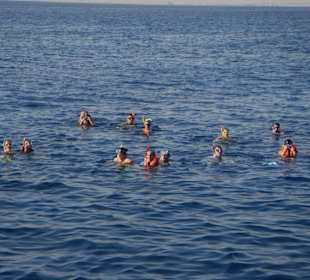 Auf der Suche nach Delphinen