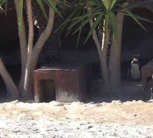 Guinitate Tropical Park