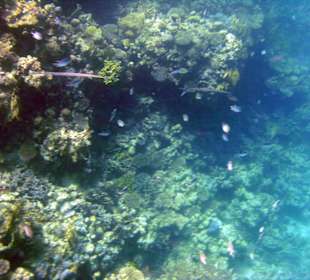 Riff in Strandnähe , Sharm El Naga
