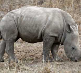 Rhino Junges am Lake Nakuru