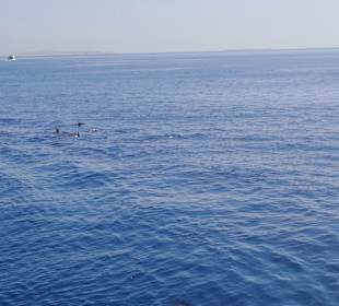Delfin Tour Hurghada