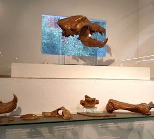 Gebeine vom Höhlenbär