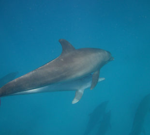 Delfintour mit Yasser