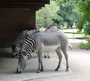 Zoologischer Garten 2016
