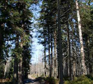 Droga na Baranią Górę