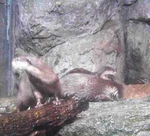 Otter