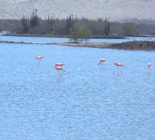 Flamingos