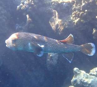 Kofferfisch