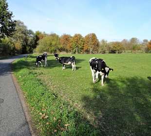 Impressionen von der Weserinsel Harriersand