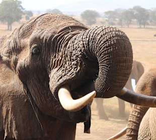 Elephant at tsavo east