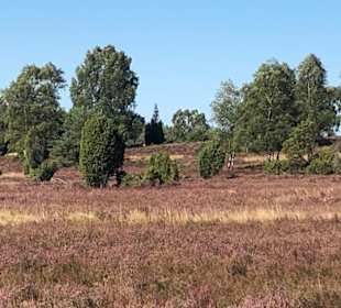 Heide pur