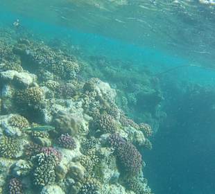 Schnorcheln Marsa Alam