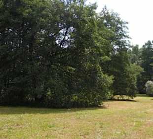 Naturschutzgebiet Forchenkopf Wittlensweiler