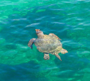 Schildkröte