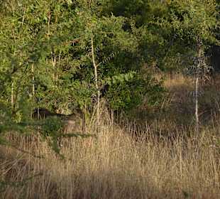Krüger Nationalpark