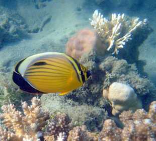 Baby-Riff Lahami Bay