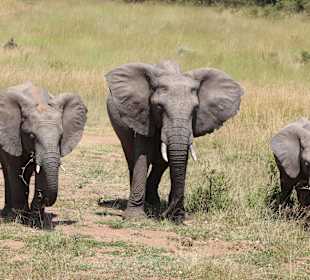 Elefanten