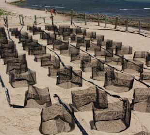 Schildkröten gelege