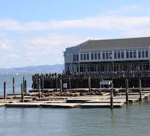 Pier 39 mit Seelöwen