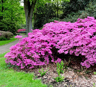 Rhododendron-Park Bremen