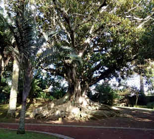 Eindruckvoller Bäume