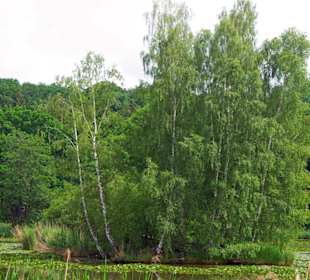 Am Teich die Inseln