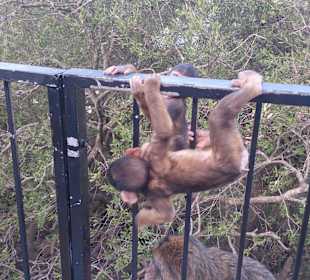 Gibraltar - enklawa brytyjska