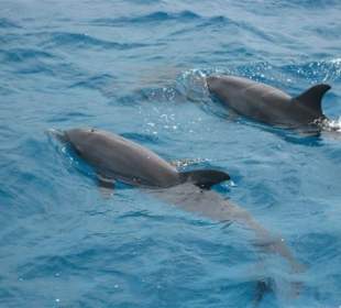 Delphin Tour