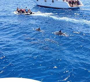 Delfin Tour Hurghada
