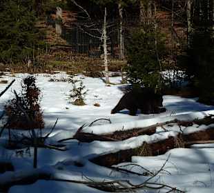 Braunbär