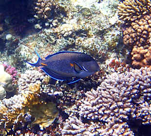 Wunderschöne Korrallenpracht