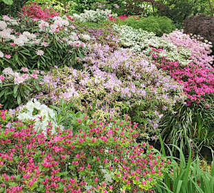Botanischer Garten - Blütenpracht im Mai