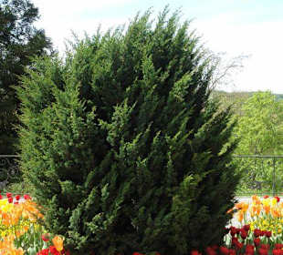 Осторов майнау