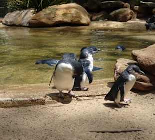 Stadtrundgang Sydney