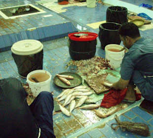 Fischmarkt in al Fujairah