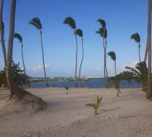 Dolphin Explorer nature