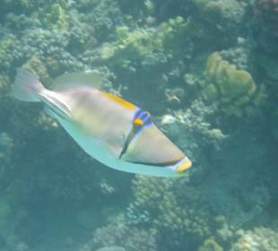 Schnorcheln Makadi Bay