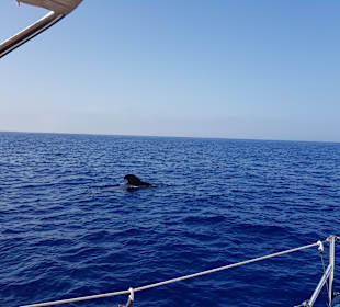 Whale Watching Costa Adeje