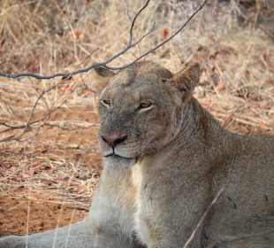 Safari Tour Timbavati