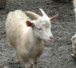 Zoo Olomouc
