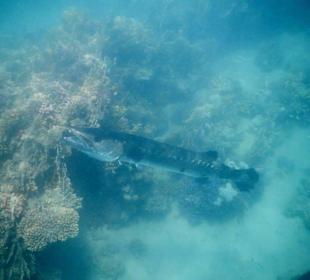 Meeresbewohner vom Riff Hotel Iberotel Coraya Beach