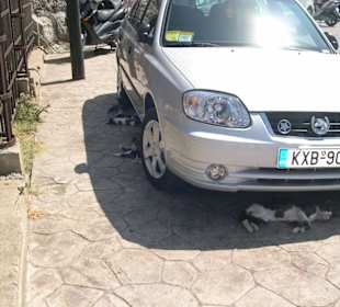 Cats of Kos am Hafen