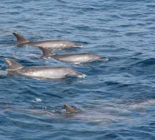 Swimming with dolphin in Hurghada