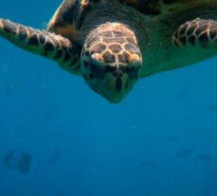 Hausriff Filitheyo Island