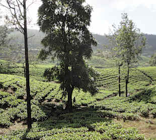 Nuwara Eliya