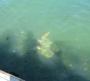 2. Station, Fische und Schildkröten