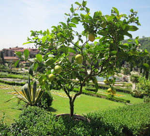 Garten und Villa Garzoni in Collodi